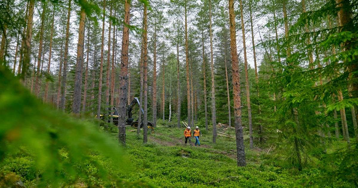 Yhteismetsä Forestia